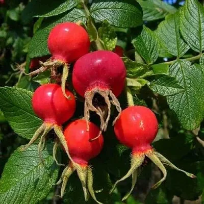 Шиповник ВИТАМИННЫЙ ВНИВИ  Шиповник ВИТАМИННЫЙ ВНИВИ в Ижевске