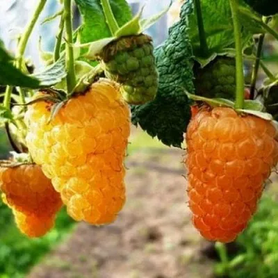 Малина ОРАНЖЕВОЕ ЧУДО  Малина ОРАНЖЕВОЕ ЧУДО в Ижевске