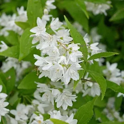 Дейция шершавая  Дейция шершавая в Ижевске