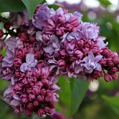 Сирень П.П.КОНЧАЛОВСКИЙ  Сирень П.П.КОНЧАЛОВСКИЙ в Ижевске