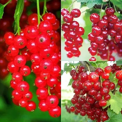 Комплект КРАСНЫЙ УРОЖАЙ в Ижевске