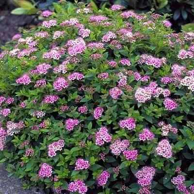 Спирея ЛИТЛ ПРИНЦЕСС японская  Спирея ЛИТЛ ПРИНЦЕСС японская в Ижевске