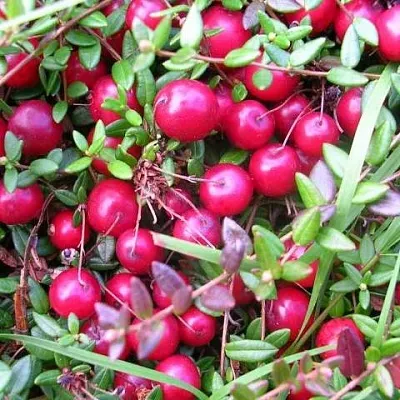 Клюква ПИЛИГРИМ в Ижевске