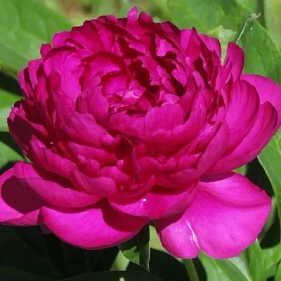 Пион БАРХАТ НОЧИ травянистый  Пион БАРХАТ НОЧИ травянистый в Ижевске