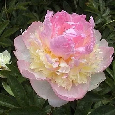 Пион РАСБЕРРИ САНДЕЙ травянистый  Пион РАСБЕРРИ САНДЕЙ травянистый в Ижевске