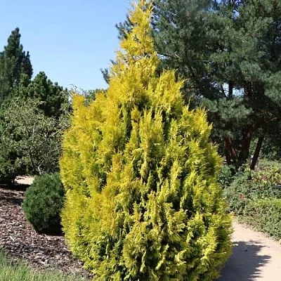 Туя СТОУНХАМ ГОЛД складчатая в Ижевске