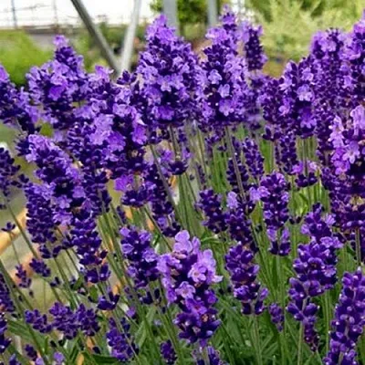 Лаванда ХИДКОТ БЛЮ узколистная  Лаванда ХИДКОТ БЛЮ узколистная в Ижевске