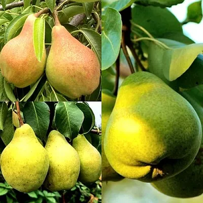 Комплект НАСТОЯЩИЙ ВОСТОРГ в Ижевске