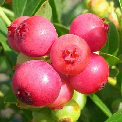 Голубика ПИНК ЛИМОНАД  Голубика ПИНК ЛИМОНАД в Ижевске