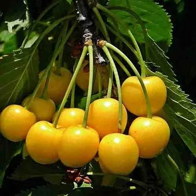 Черешня ЧЕРМАШНАЯ в Ижевске