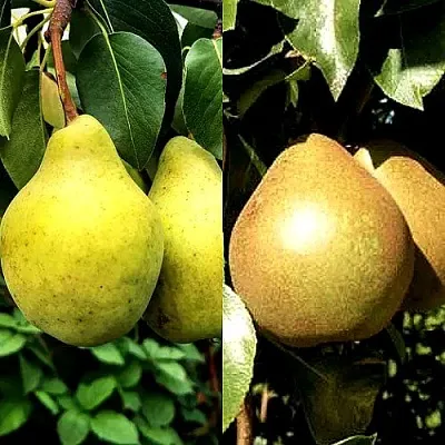 Комплект ДУЭТ в Ижевске