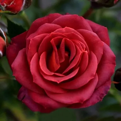 Саженцы роз ЧОКОЧИНО спрей  Саженцы роз ЧОКОЧИНО спрей в Ижевске