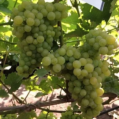 Виноград КИШМИШ 311 в Ижевске