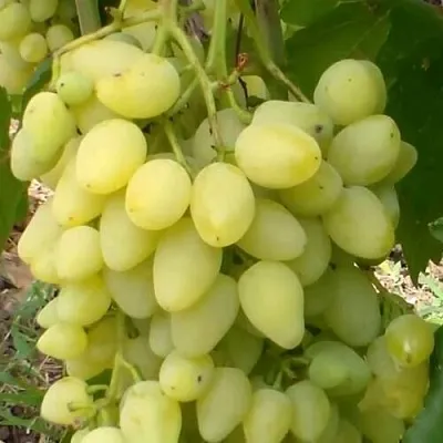 Виноград ЗАРНИЦА в Ижевске