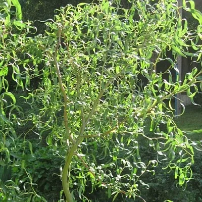 Ива МАТСУДАНА  Ива МАТСУДАНА в Ижевске