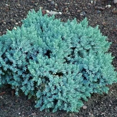 Можжевельник БЛЮ СТАР чешуйчатый в Ижевске