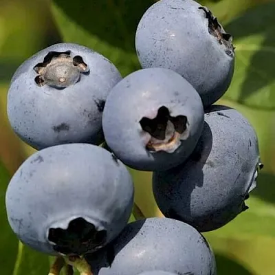 Голубика ЧАНДЛЕР  Голубика ЧАНДЛЕР в Ижевске