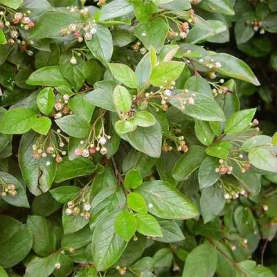 Кизильник блестящий в Ижевске