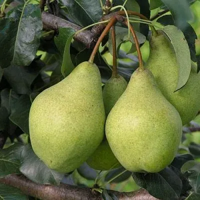 Груша ОРЛОВСКАЯ ЛЕТНЯЯ  Груша ОРЛОВСКАЯ ЛЕТНЯЯ в Ижевске