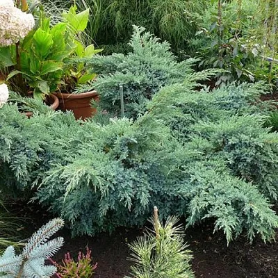 Можжевельник БЛЮ ШВЕД (СВИД) чешуйчатый в Ижевске