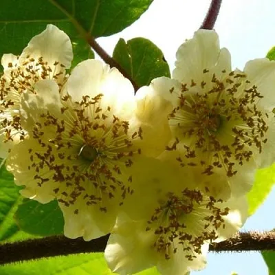 Актинидия АТЛАС (МУЖСКОЙ) в Ижевске