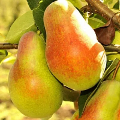 Груша РУССКАЯ КРАСАВИЦА (КРАСАВИЦА ЧЕРНЕНКО)  Груша РУССКАЯ КРАСАВИЦА (КРАСАВИЦА ЧЕРНЕНКО) в Ижевске