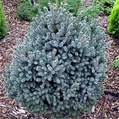 Ель НАНА сизая  Ель НАНА сизая в Ижевске