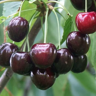 Черешня ЛЮБИМИЦА АСТАХОВА в Ижевске