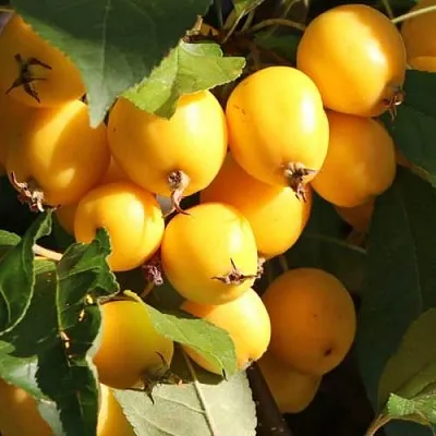 Яблоня ГОЛДЕН ХОРНЕТ декоративная  Яблоня ГОЛДЕН ХОРНЕТ декоративная в Ижевске