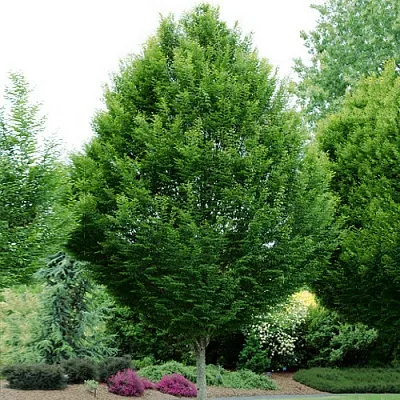 Граб в Ижевске