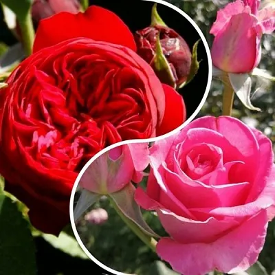 Комплект РОМАНТИЧЕСКИЙ БУКЕТ в Ижевске