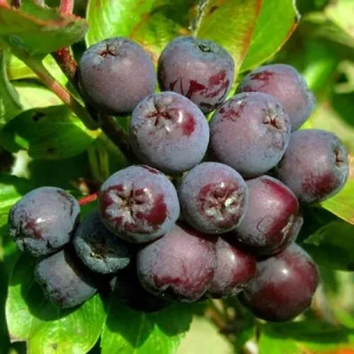 Рябина ЛИКЁРНАЯ сладкоплодная — описание сорта Рябина ЛИКЁРНАЯ сладкоплодная в Ижевске