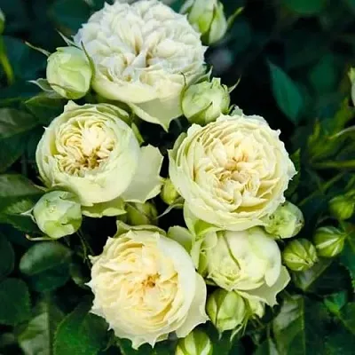 Саженцы роз БЛАНШЕТТ спрей  Саженцы роз БЛАНШЕТТ спрей в Ижевске