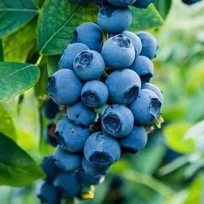 Голубика БОНИФАЦИЙ  Голубика БОНИФАЦИЙ в Ижевске