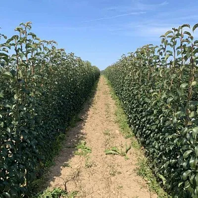 Саженцы почтой и ТК  Саженцы почтой и ТК в Ижевске