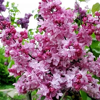 Сирень ОЛИМПИАДА КОЛЕСНИКОВА  Сирень ОЛИМПИАДА КОЛЕСНИКОВА в Ижевске