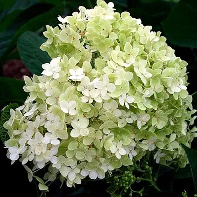 Гортензия СТЕРИЛИС древовидная   Гортензия СТЕРИЛИС древовидная  в Ижевске