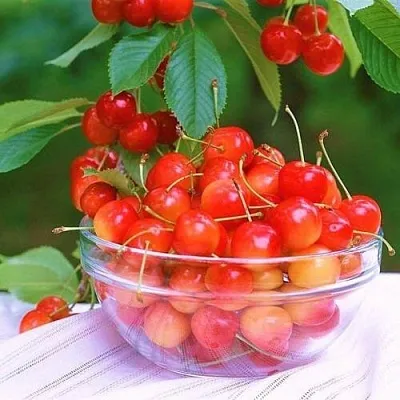 Черешня НАСЛАЖДЕНИЕ в Ижевске