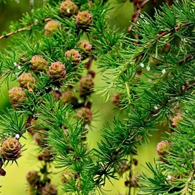 Лиственница в Ижевске