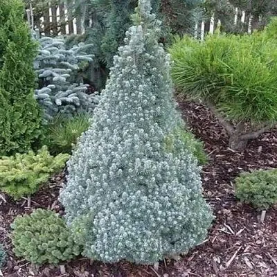 Ель САНДЕРС БЛЮ канадская  Ель САНДЕРС БЛЮ канадская в Ижевске