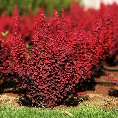 Барбарис ОРАНЖ РОКЕТ тунберга в Ижевске