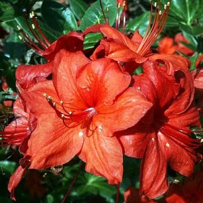 Азалия ДОЛОРОСО листопадная  Азалия ДОЛОРОСО листопадная в Ижевске