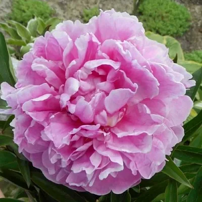 Пион РИМ травянистый  Пион РИМ травянистый в Ижевске