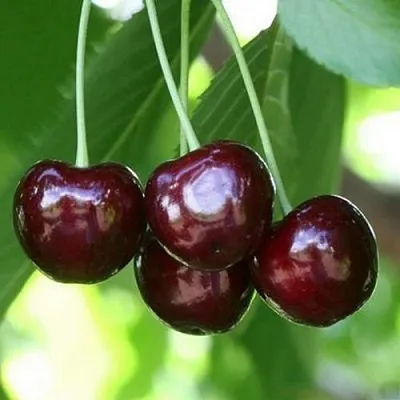 Черешня ЛЕНИНГРАДСКАЯ ЧЁРНАЯ в Ижевске