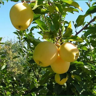 Яблоня ГОЛДЕН МИЛЛЕНИУМ  Яблоня ГОЛДЕН МИЛЛЕНИУМ в Ижевске