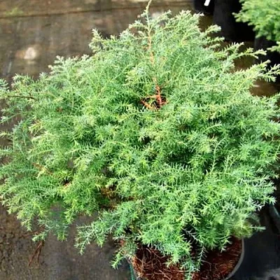 Кипарисовик СКВАРРОЗА горохоплодный в Ижевске