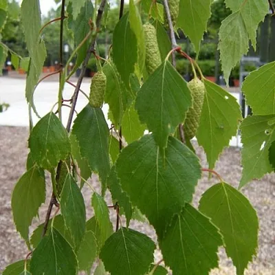 Береза ФАСЦИНЕЙШЕН белая   Береза ФАСЦИНЕЙШЕН белая  в Ижевске