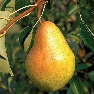 Груша ВЕЛЕСА  Груша ВЕЛЕСА в Ижевске