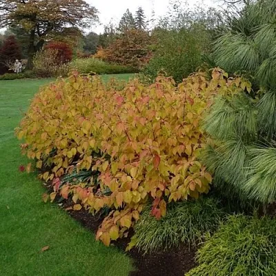 Дерен  АННА ВИНТЕР ОРАНЖ кроваво-красный    Дерен  АННА ВИНТЕР ОРАНЖ кроваво-красный   в Ижевске