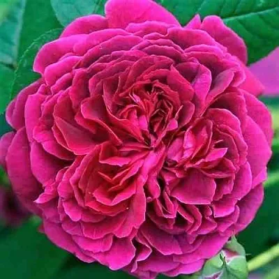 Саженцы роз ВИЛЬЯМ ШЕКСПИР английская  Саженцы роз ВИЛЬЯМ ШЕКСПИР английская в Ижевске